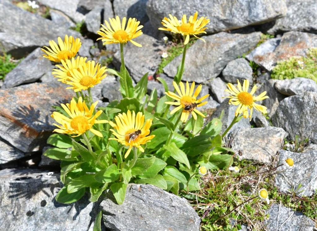 Alpin Mandarfen
